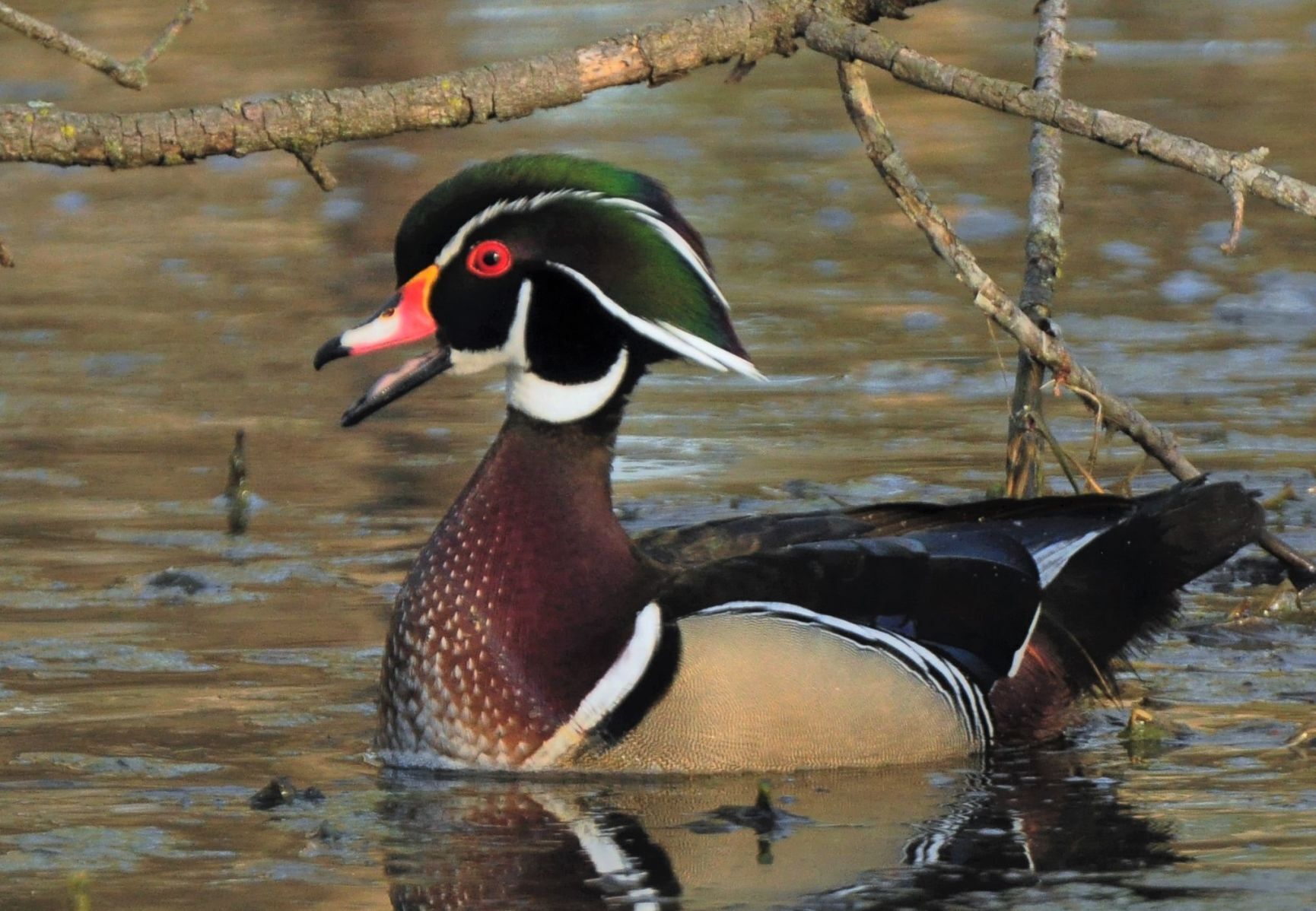Drake wood duck